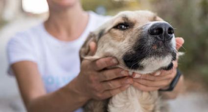 Lanzan jornada de adopción de perros y gatos en CDMX: fecha, horario y sede del evento este 15 de noviembre