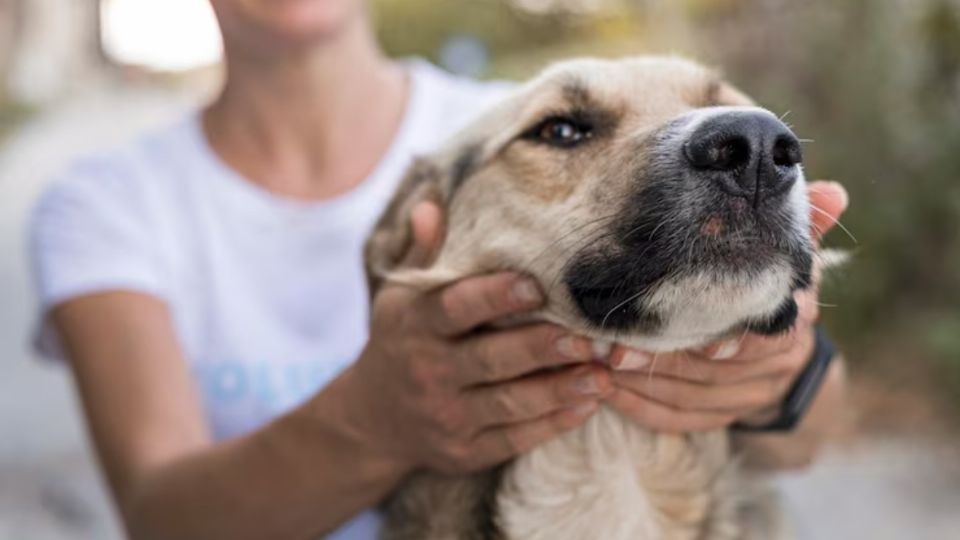 CDMX realizará jornada de adopción de mascotas el 15 de noviembre