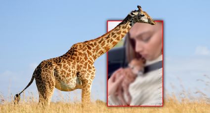 VIDEO | La verdad sobre la jirafa que entrega a su cría a una mujer en safari