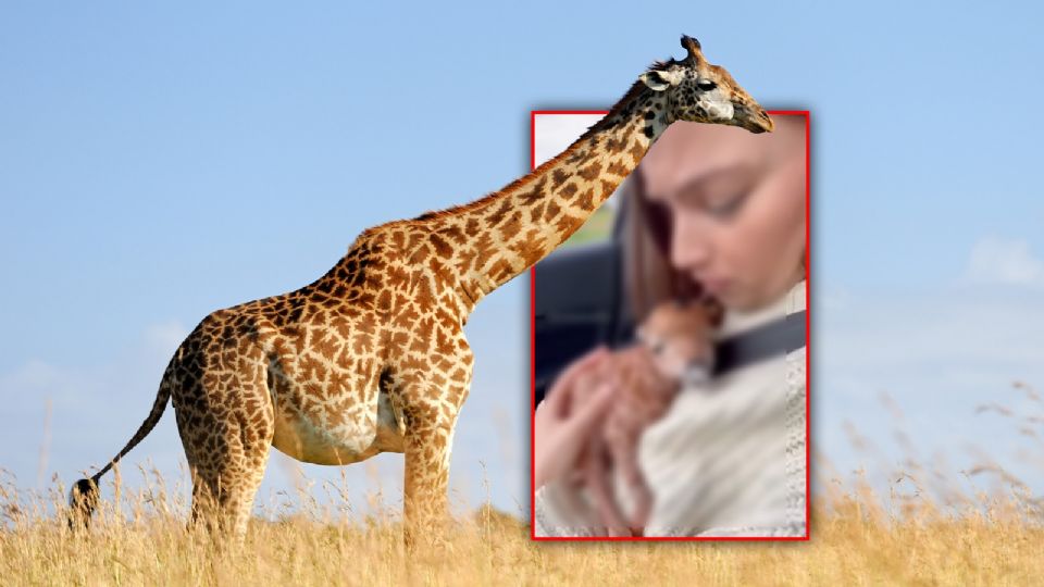 La escena, publicada por la cuenta “Luz de Otoño”, parecía tan extraordinaria y perfecta.