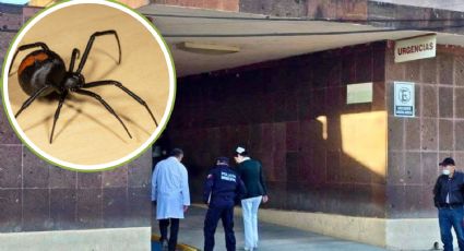 Muere mujer en Montemorelos tras mordedura de araña violinista