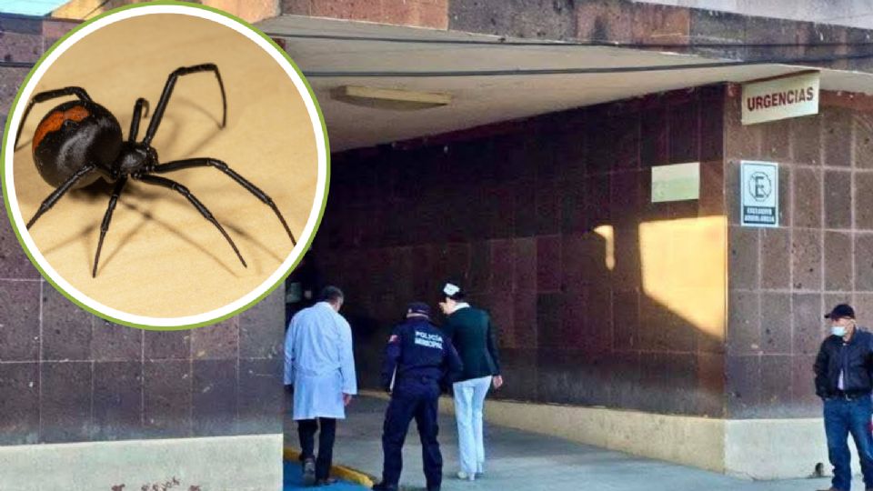 Perla Patricia Morales murió en el IMSS de Montemorelos tras sufrir una mordedura de araña violinista en su domicilio de Allende.