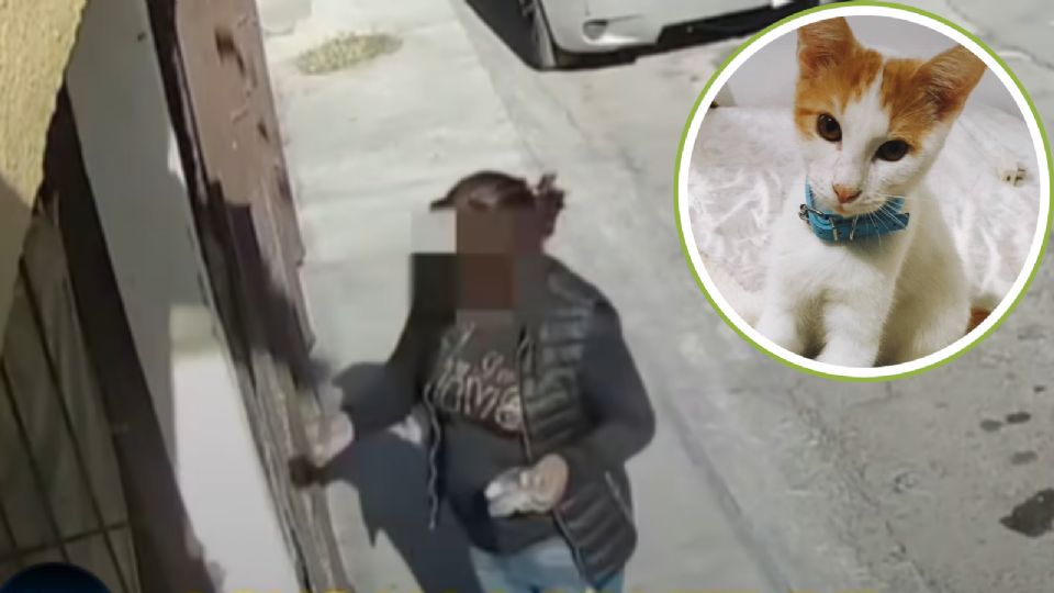 La joven difundió en redes sociales la muerte de dos de sus gatos, presuntamente envenenados por una mujer que arrojó veneno desde la calle.