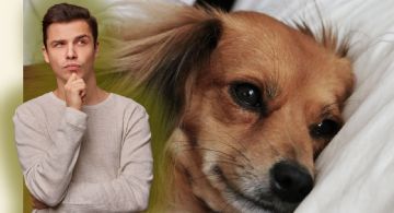 ¿Es bueno dormir con tu perro? Esto dicen expertos