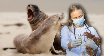 Elefantes marinos frente a la gripe aviar: científicos advierten sobre alto riesgo