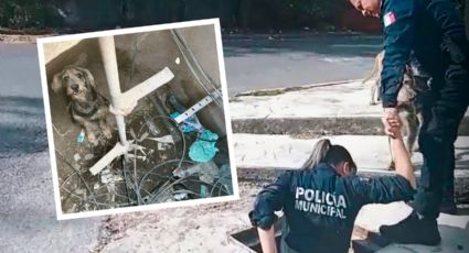 Así rescataron policías de Guadalupe a un perrito que cayó en un registro telefónico
