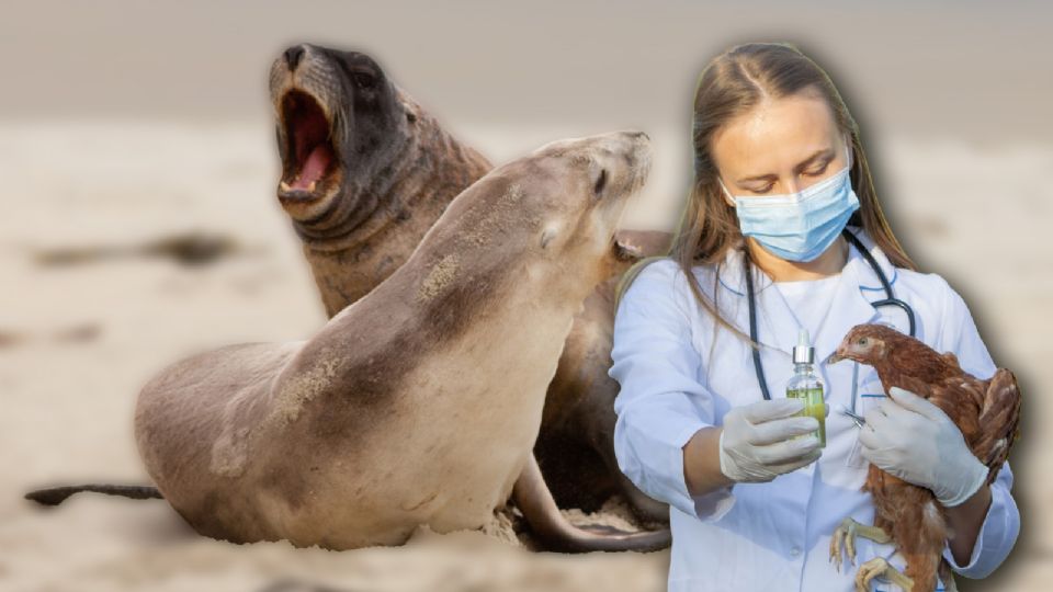 Los científicos han documentado estos hallazgos en la revista Science.