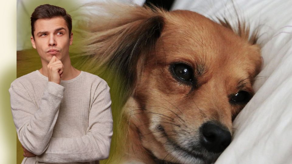 ¡Entérate de los pros y los contras para una convivencia perfecta!