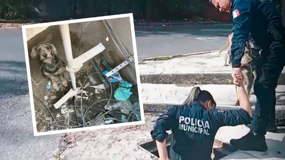 Los Policías de Guadalupe rescataron a un perro que cayó en una alcantarilla en la colonia Nuevo Almaguer.