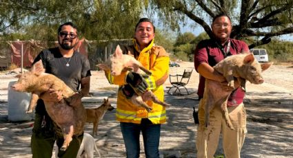 García implementa cerco sanitario tras detectar cerdos con parásitos peligrosos