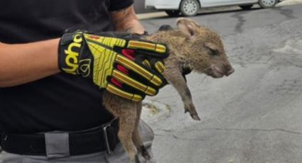 Rescatan a cría de pecarí que cayó a una alcantarilla en Guadalupe