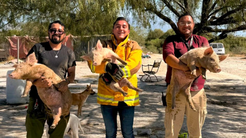 Autoridades de García mantienen en resguardo a los tres cerdos mientras se realiza el cerco sanitario en Mitras Poniente.