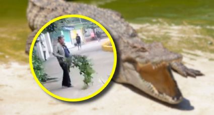 VIDEO | Hombre sorprende al ahuyentar a un cocodrilo en plena calle de Veracruz