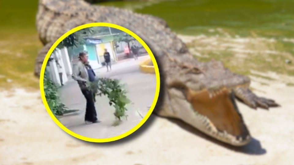 Casos similares se han registrado en distintas zonas del país, donde cocodrilos y caimanes aparecen en espacios urbanos.