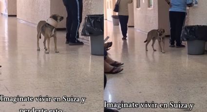 VIDEO | Perrito con collarín espera turno en clínica mexicana y usuarios bromean con su "incapacidad"