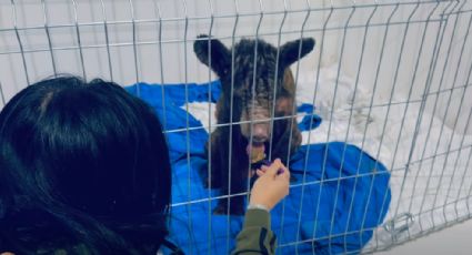 VIDEO | Osa Mina luce mejoría al ser alimentada