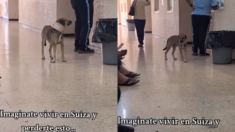 Video de perrito con collarín espera turno en clínica mexicana se vuelve viral