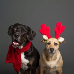 Regalos de Navidad para tus perritos: las mejores ideas, según la IA