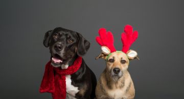 Regalos de Navidad para tus perritos: las mejores ideas, según la IA