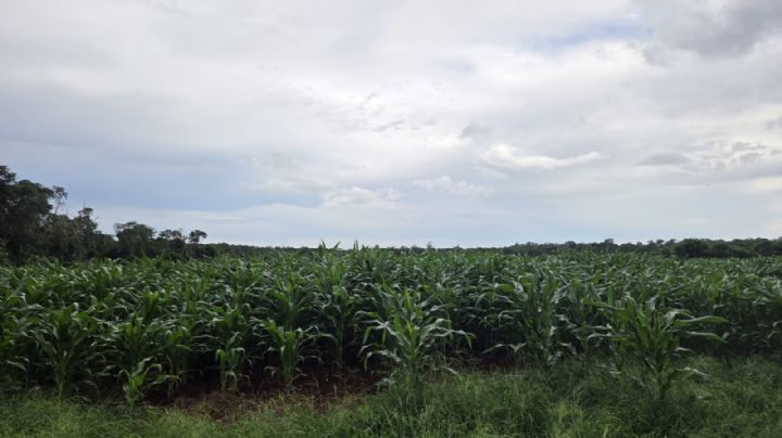 Ejidos de Tekax y Akil no tienen agua para trabajar la tierra por fallas en servicio de CFE