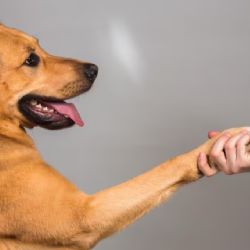 ¿Por qué tu perro pone su pata encima de ti? Expertos explican esta acción