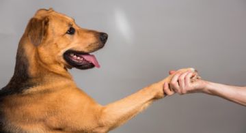 ¿Por qué tu perro pone su pata encima de ti? Expertos explican esta acción