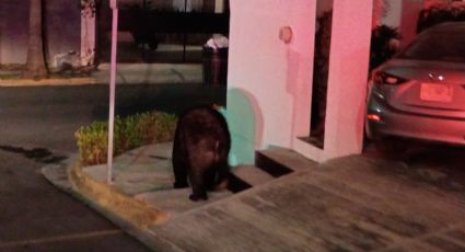 VIDEO | Captan a oso caminando entre calles de colonia Campestre Mederos, en Monterrey