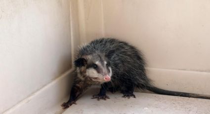 Tlacuaches atrapados en botes de basura son rescatados por Protección Civil NL