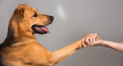 ¿Por qué tu perro pone su pata encima de ti? Expertos explican esta acción