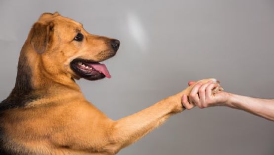 ¿Por qué tu perro pone su pata encima de ti? Expertos explican esta acción