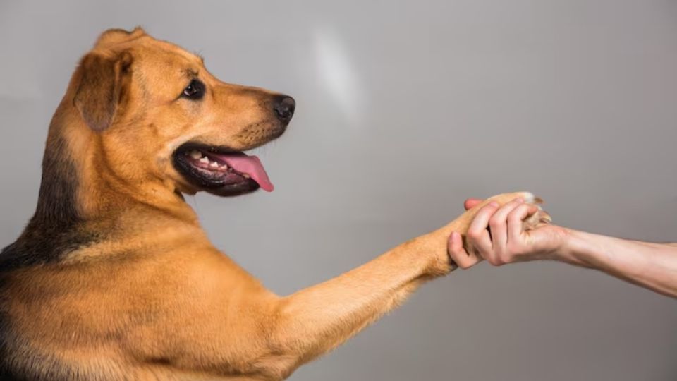 Expertos explican por qué tu perro pone su pata encima de ti
