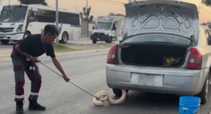 VIDEO | Serpiente pitón sale de automóvil en Zuazua: así fue el sorprendente hallazgo