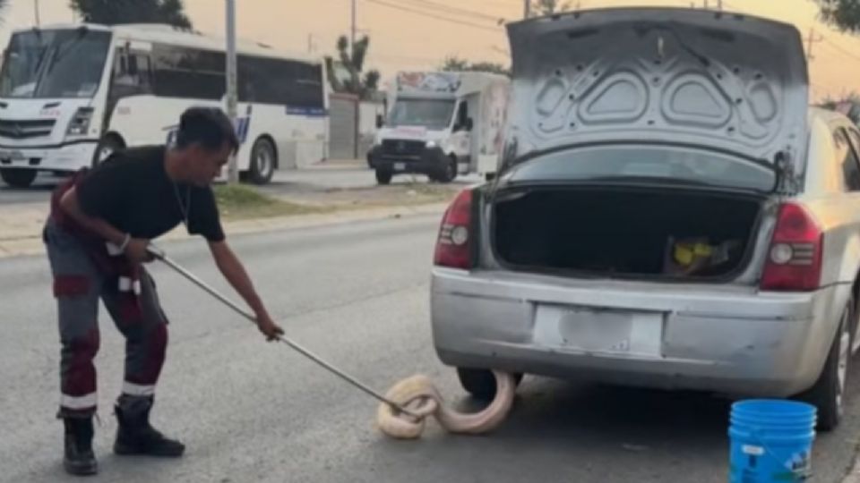 Autoridades aseguraron a la serpiente pitón encontrada en la parte trasera de un vehículo en la colonia Real de Palmas, en Zuazua.