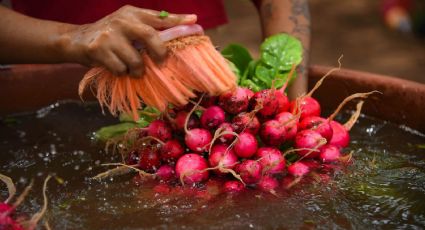 Acuerdan SADER y agricultores de Campeche apoyo de 950 pesos a tonelada de maíz