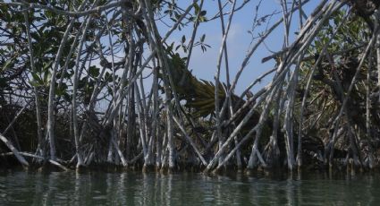 Más sanciones por delitos ambientales, avalan diputados federales