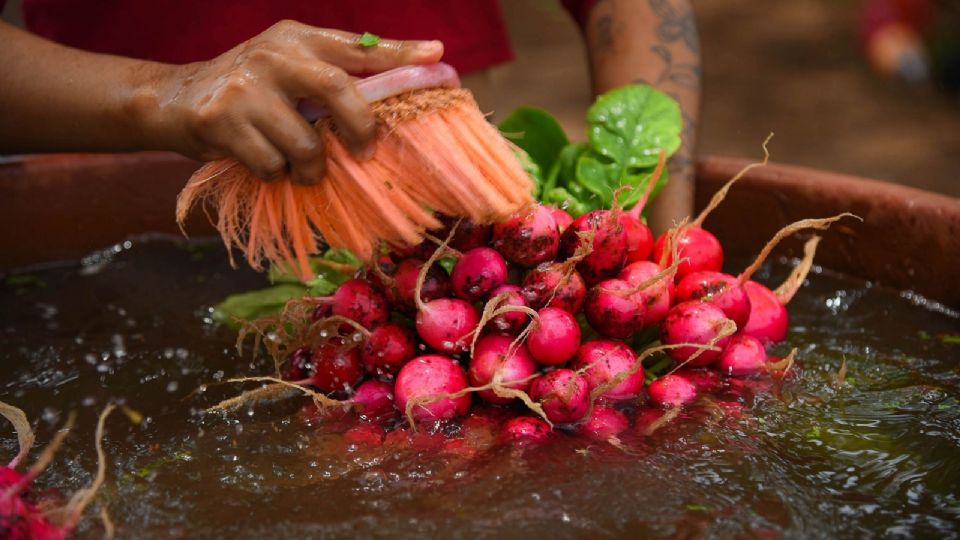 'Alimentación para el Bienestar', se comprometió con la adquisición de 30 mil toneladas de maíz.