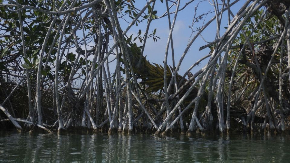 Habrá multas y sanciones a quien ocasiones daños a manglares y humedales.