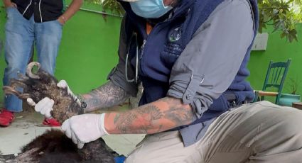 Rescatan a oso negro gravemente herido en Bustamante; investigan posible atropello