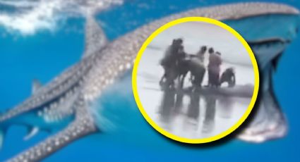 Descubren tiburón megaboca en Perú y su manipulación genera indignación