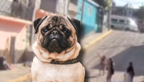 Casera arroja a perrito desde segundo piso durante desalojo