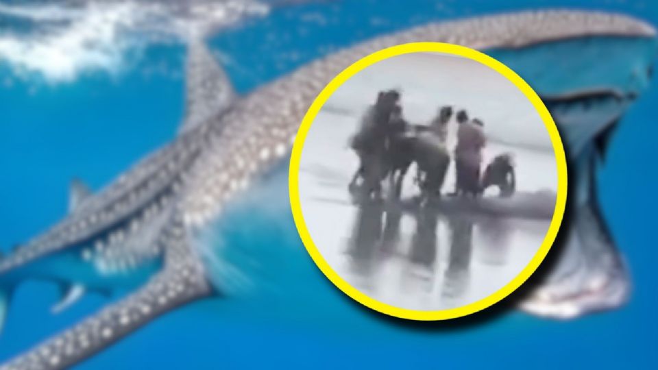 El tiburón megaboca es una de las criaturas más enigmáticas del océano.