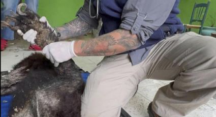 Fundación Invictus atenta en el rescate de oso negro hallado en estado crítico en Bustamante