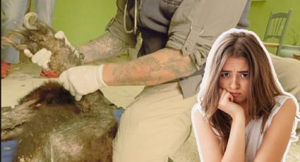 Muere oso negro rescatado en Bustamante; presentaba desnutrición severa y múltiples lesiones