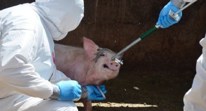 Crisis en el campo: Activan protocolo de emergencia por caso confirmado de Peste Porcina