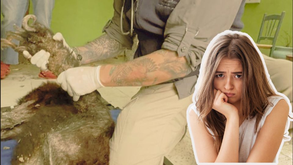 El oso negro fue hallado en extrema desnutrición y con lesiones antiguas; pese al tratamiento, murió horas después bajo atención veterinaria.