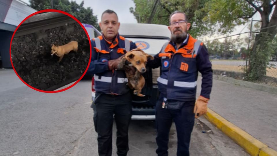Una vez a salvo, el perro fue trasladado al Centro de Transferencia Canina (CTC) del Metro.