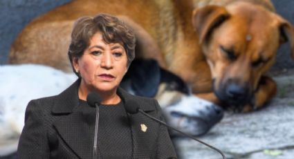 Edomex lanza la Estrategia CERA por el bienestar de perros y gatos callejeros; ¿en qué consiste?