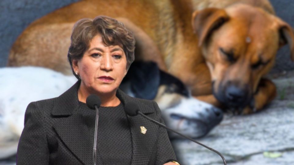 La Estrategia CERA se posiciona como uno de los esfuerzos más ambiciosos en la región para garantizar una vida digna a los animales.