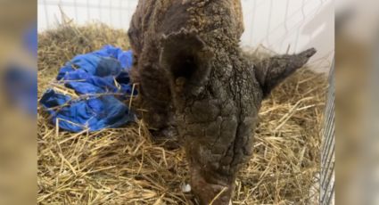 VIDEO | Continúa mejorando la salud de la Osa Mina; es captada comiendo un huevo duro