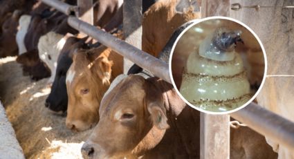 Detectan nuevo caso de Gusano Barrenador en Montemorelos, Nuevo León